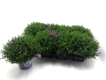 Aster dum. pink