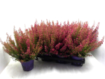 Erica gracilis rot