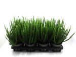 Calluna "Sunset" Ziva