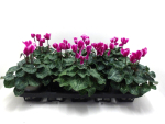 Cyclamen pers. midi lila geflammt