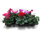 Cyclamen pers. midi Mix