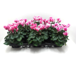 Cyclamen pers. midi rosa geflammt