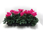 Cyclamen pers. midi pink