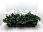 Cyclamen pers. midi weiß