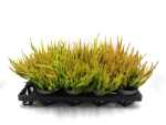 Calluna "Sunset"  Zoe