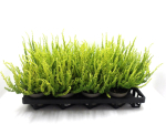 Calluna "Sunset"  Zeta