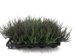 Calluna "Sunset"  Zalina