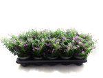 Cuphea hyssop. pink