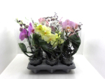 Phalaenopsis "Shorty" 2 Rispen Mix