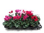 Cyclamen pers. midi Mix