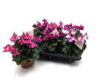 Cyclamen 'Petticoat' Mix