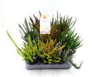 Mini Calluna "Sunset" Mix