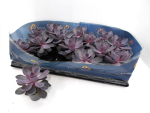 Mini Echeveria "Purple Pearl"