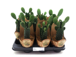 Opuntia rubescens