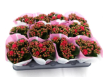 Mini Kalanchoe pink/rot