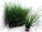 Carex brunnea