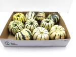Cucurbita grün-weiß