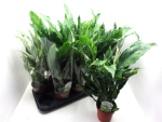 Spathiphyllum 'Diamond'
