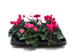 Mini Cyclamen Mix