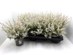 Erica gracilis weiß