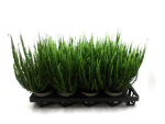 Calluna "Sunset"  Ziva