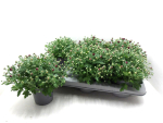 Chrysanthemum "Garden Mums" rot