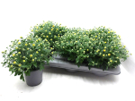 Chrysanthemum "Garden Mums" gelb