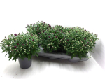 Chrysanthemum "Garden Mums" lila