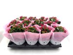 Kalanchoe purpur ungefüllt