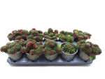 Sempervivum rot-grün
