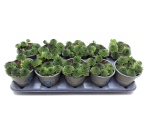 Sempervivum grün