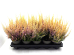 Erica sparsa orange