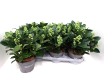 Skimmia jap. "White Maria"