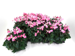 Cyclamen "Djix" rosa
