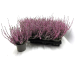 Calluna   vulg. rosa