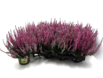 Calluna   vulg. pink