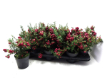 Pernettya mucronata rot
