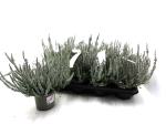 Calluna "Fluffy"