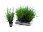 Mini Carex brunnea