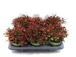 Alternanthera reineckii kleinblättrig