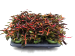 Alternanthera reineckii großblättrig