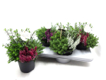 Hebe "Herbstchen" Mix