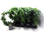 Hedera Bogen