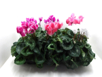 Cyclamen pers. Mix gefranst