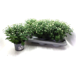 Chrysanthemum "Garden Mums" weiß