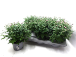 Chrysanthemum "Garden Mums" rosa