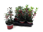 Ilex aquifolium "Blue Angel"