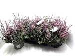 Calluna "Beauty Ladies" rosa