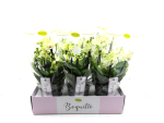 Phalaenopsis "Bouquetto" 4 Rispen gelb