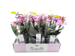 Phalaenopsis "Bouquetto" 3-4 Rispen rosa mit orange Lippe